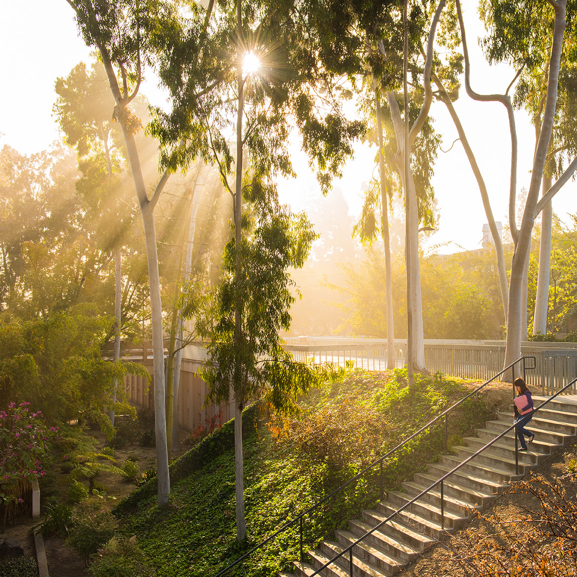 Beautiful California sun streams through the trees on campus stairs leading to the sculpture garden