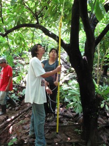 John Garcia and Ana Mendoza help prune a cacao tree.
