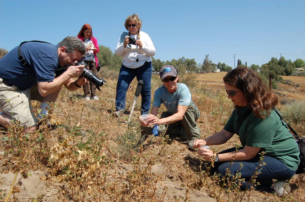 (Left to right) From CSU Dominguez Hills, Cheryl McKnight, director of the Center for Student Learning, Internships and Civic Engagement, earth sciences lecturer Judy King, and environmental science student Jenny Greer look on as graduate student Kelley Dawdy releases an individual Palos Verdes blue butterfly while her husband, Andrew, captures the moment.