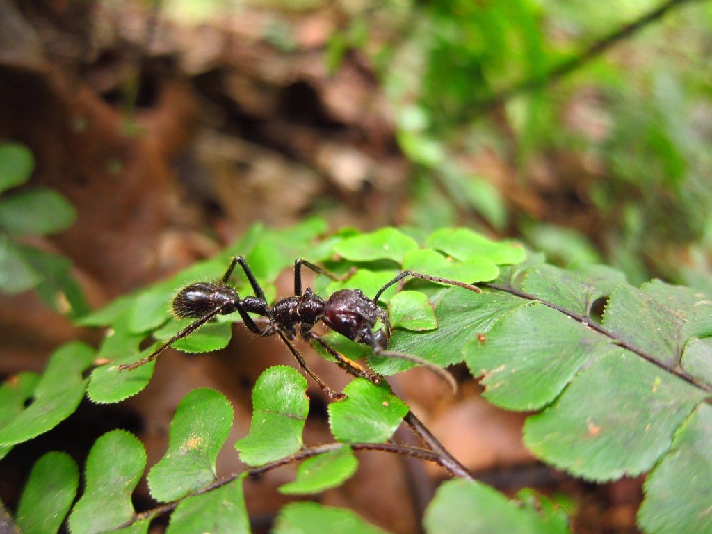 Paraponera chavata is commonly called bullet ant because of the pain its bite inflicts.