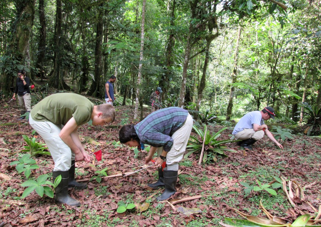 Along with Dylan Lever and Erica Parra (front), Ashley Aranda, Omar Nassir, Loan Anh Do, and Jeremy Emerson search for ant nests among the leaf litter.