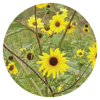 Annual sunflower (Helianthus annuus)
