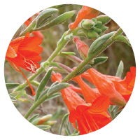 California fuschia (Epilobium canum)