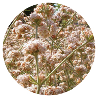 Native buckwheats (Eriogonum species)