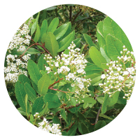 Toyon (Heteromeles arbutifolia)