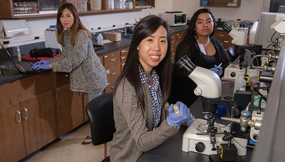 Students of Dr. Fang Wang are studying the Zebrafish Zebra Fish for its medicinal purposes.