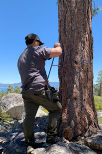 Student assistant Gabriel Angulo obtains a core sample from a tree in the Tahoe basin.