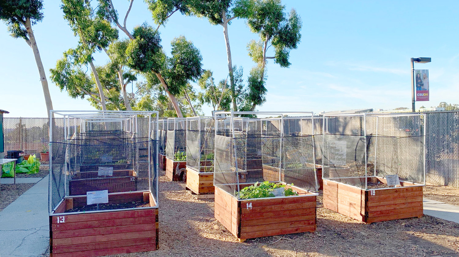 Produce grows in planter boxes in CSUDH's Campus Urban Farm