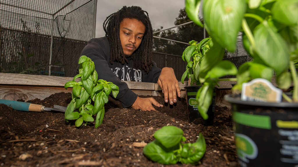 Student plants basil at the Campus Urban Farm.