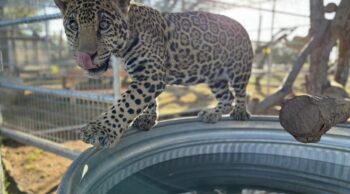 Juvenile jaguar