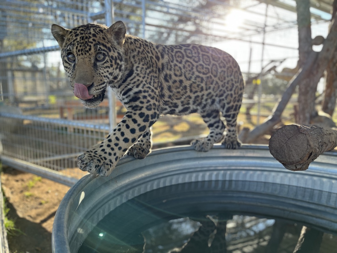 Juvenile jaguar 