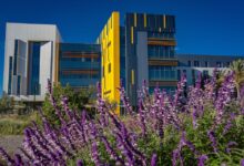 Flowers in foreground, with Innovation & Instruction building in background