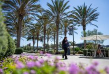 Student walking beneath palm trees on campus.
