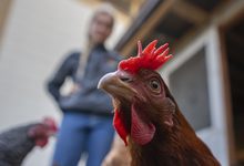 Chicken in foreground, staff member in background
