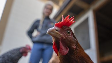 Chicken in foreground, staff member in background