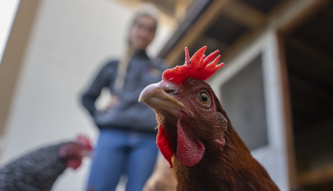 Chicken in foreground, staff member in background